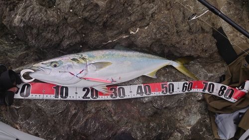 ワラサの釣果