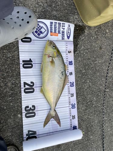 ショゴの釣果