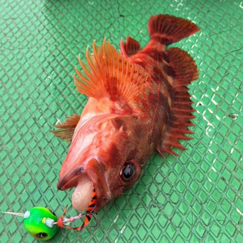 カサゴの釣果