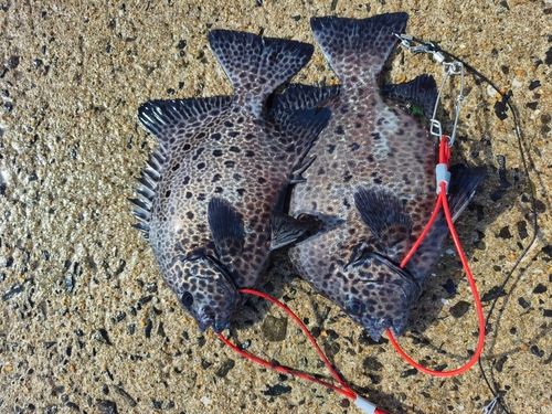 イシガキダイの釣果
