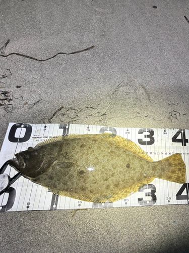 ヒラメの釣果