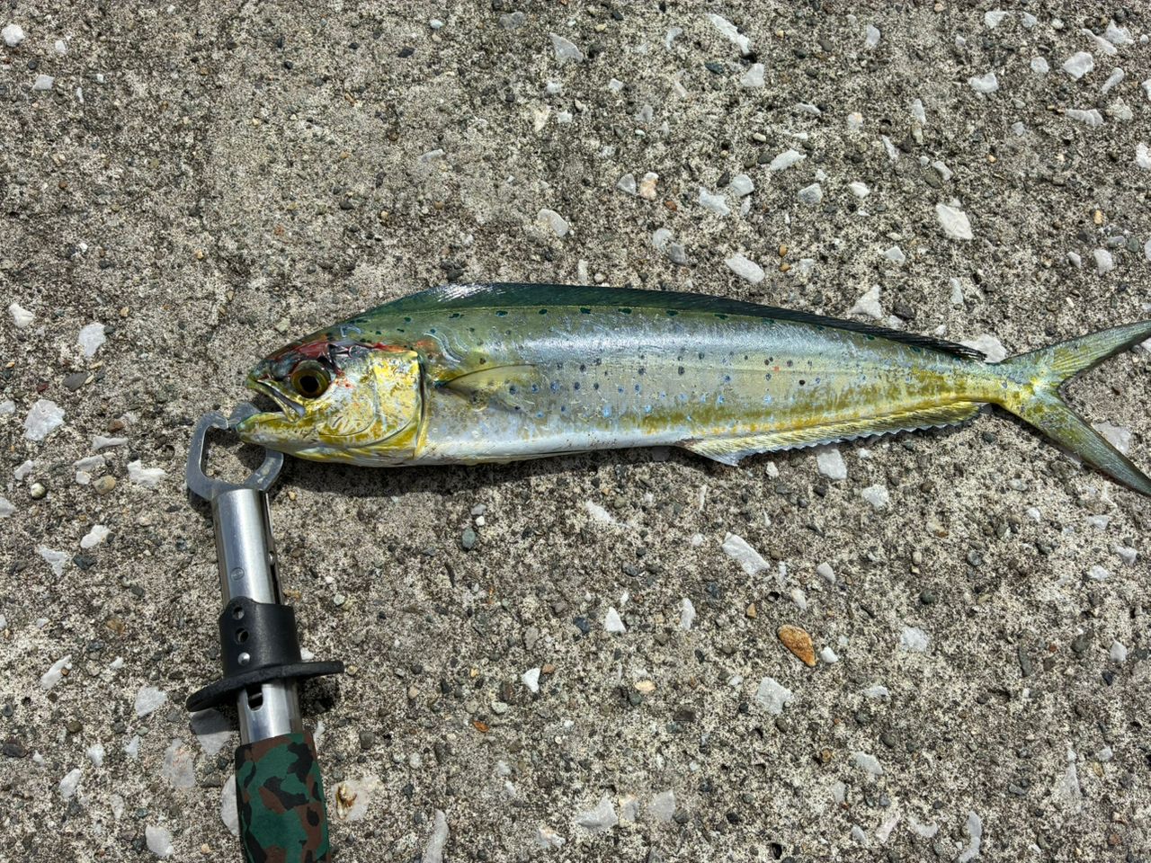 SHIMANO 18ハードロッカー S83MHの最安値・インプレ・釣果 | 本音の