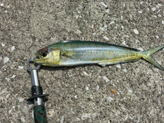 シイラの釣果