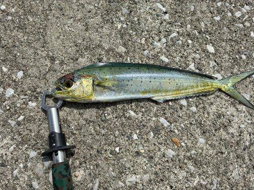 シイラの釣果