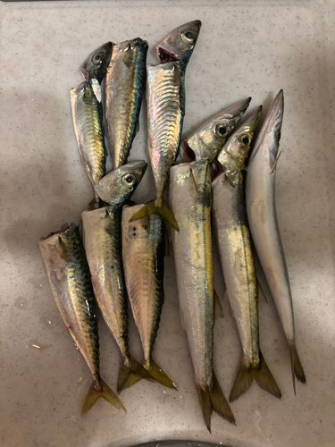 サバの釣果
