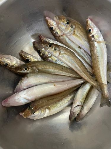 キスの釣果
