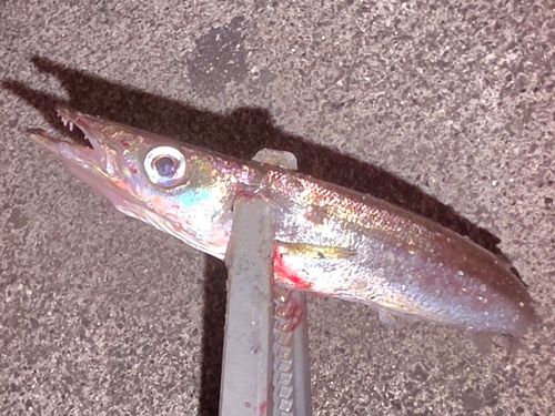 カマスの釣果