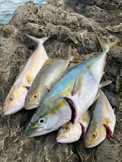 イナダの釣果