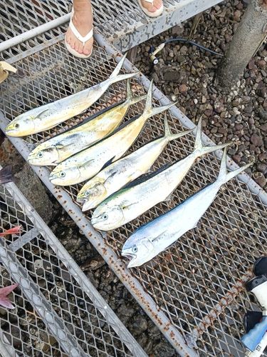 イサキの釣果