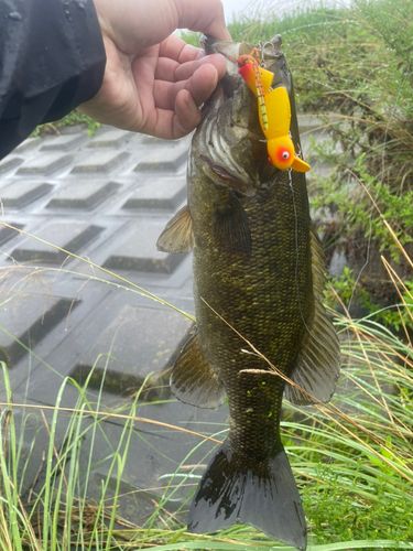 スモールマウスバスの釣果