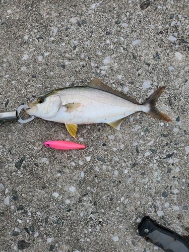 アカビラの釣果