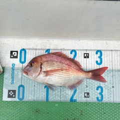 マダイの釣果