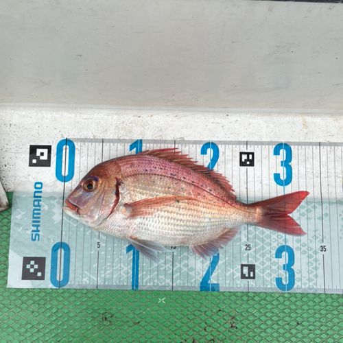 マダイの釣果