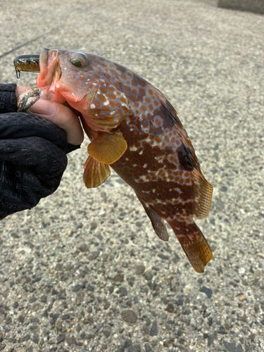 キジハタの釣果