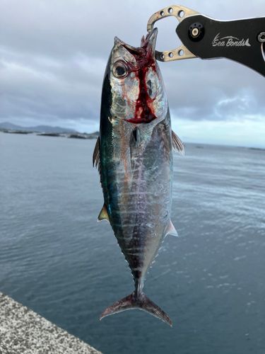 ヨコワの釣果