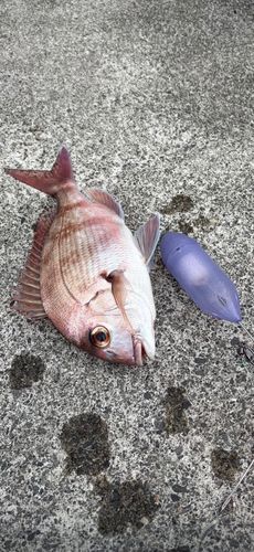 マダイの釣果