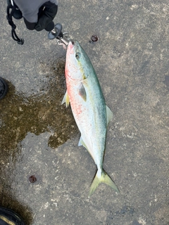 イナダの釣果