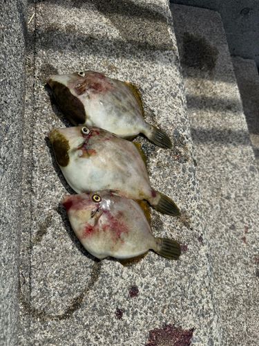 カワハギの釣果
