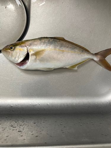 ショゴの釣果