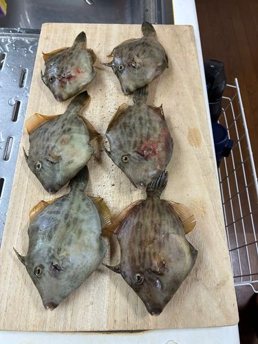 カワハギの釣果