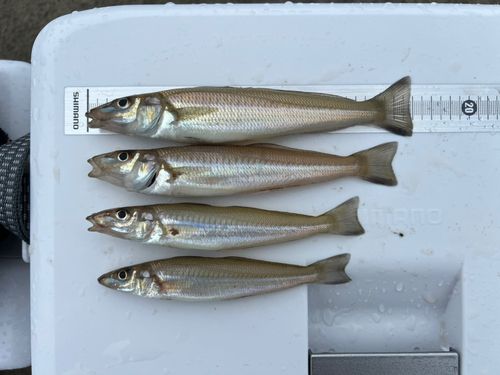 シロギスの釣果