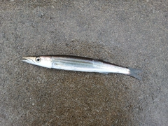 カマスの釣果