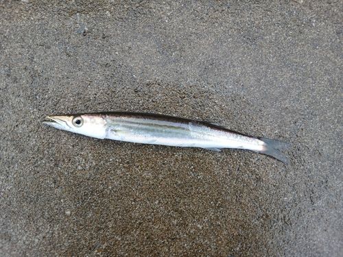 カマスの釣果