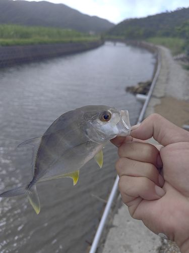 メッキの釣果