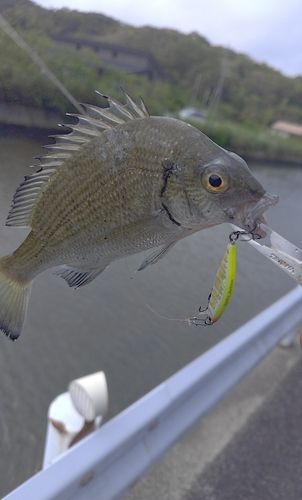 ミナミクロダイの釣果