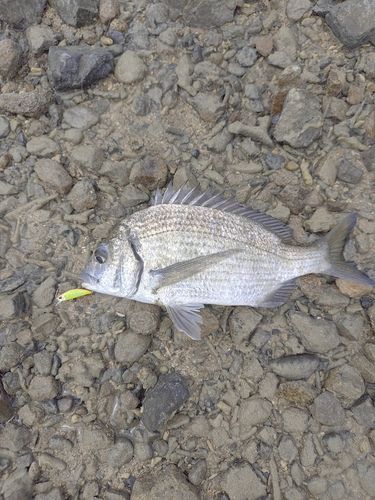 ミナミクロダイの釣果