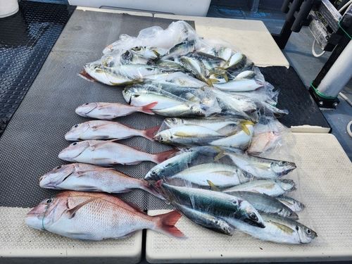 アジの釣果