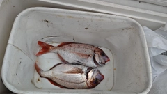 ハナダイの釣果
