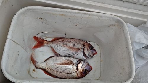 ハナダイの釣果