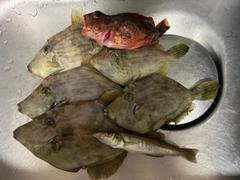 カワハギの釣果