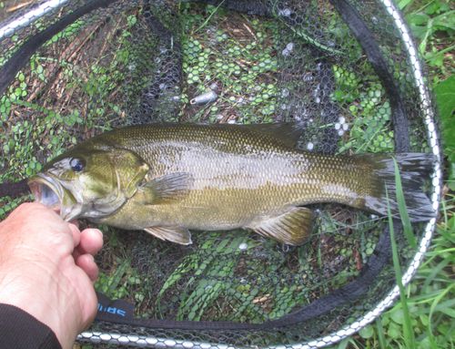 スモールマウスバスの釣果