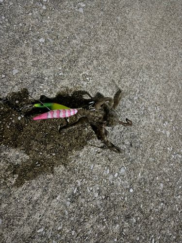 タコの釣果