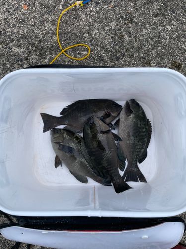 メジナの釣果