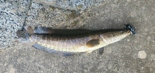 ライギョの釣果