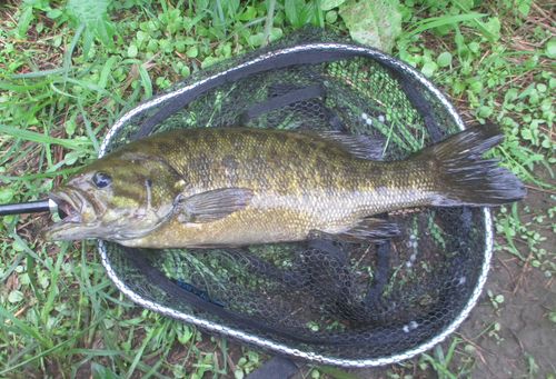 スモールマウスバスの釣果
