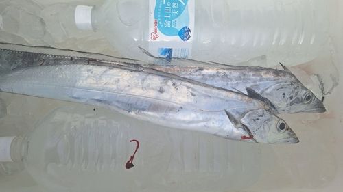 タチウオの釣果