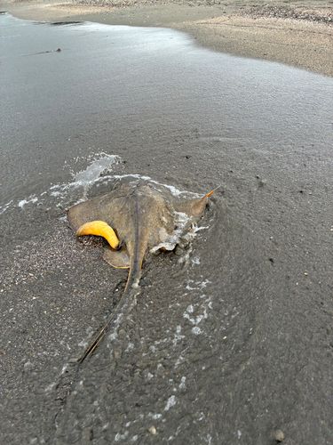 アカエイの釣果