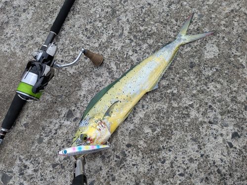 シイラの釣果