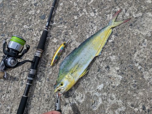 シイラの釣果