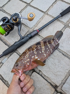 キジハタの釣果