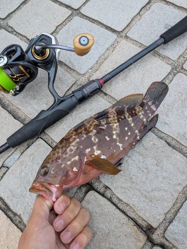キジハタの釣果