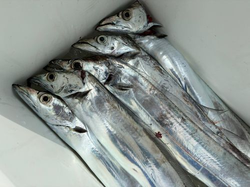 タチウオの釣果