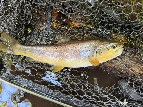ブラウントラウトの釣果