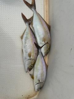 ショゴの釣果