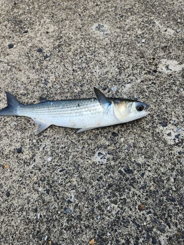 ボラの釣果