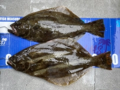 ヒラメの釣果